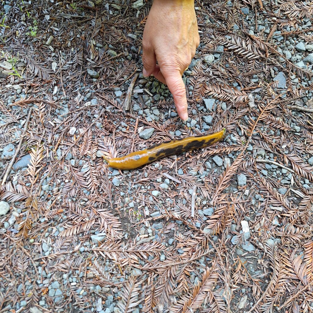 Banana Slug
