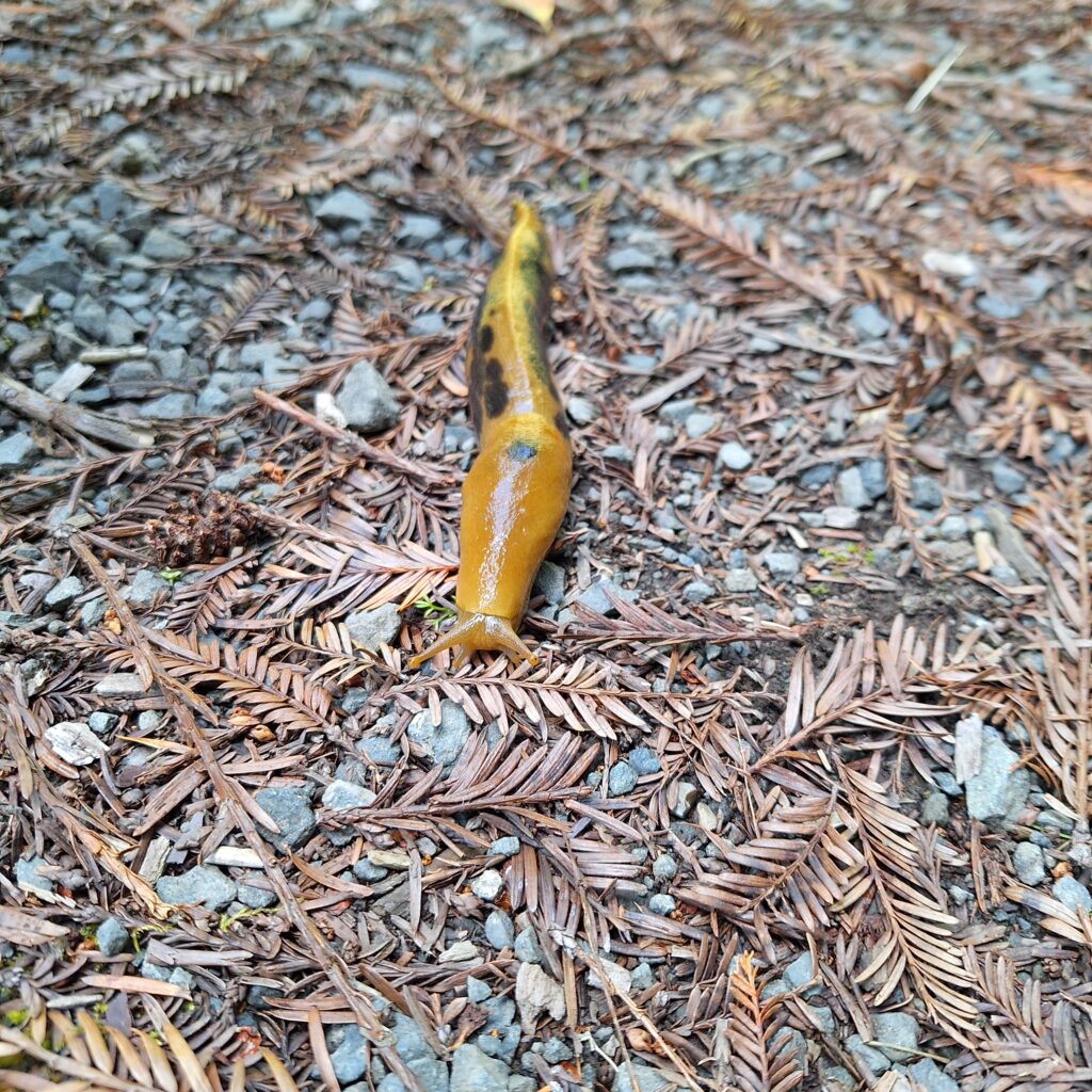 Banana Slug