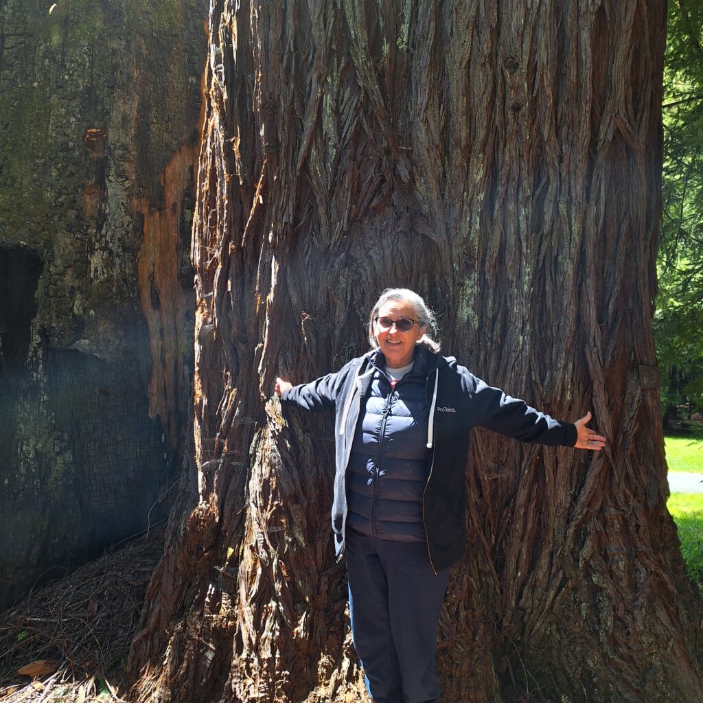 Coastal Redwoods