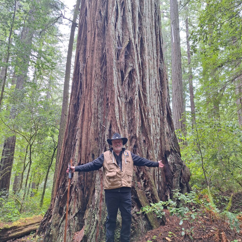 Coastal Redwoods