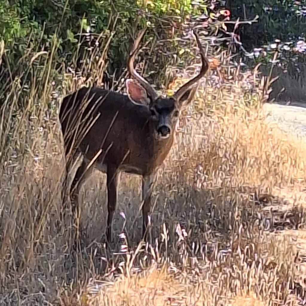Deer near our site