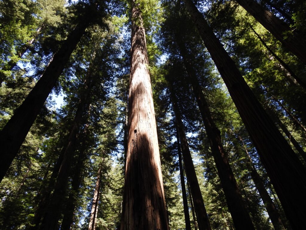 California Redwoods