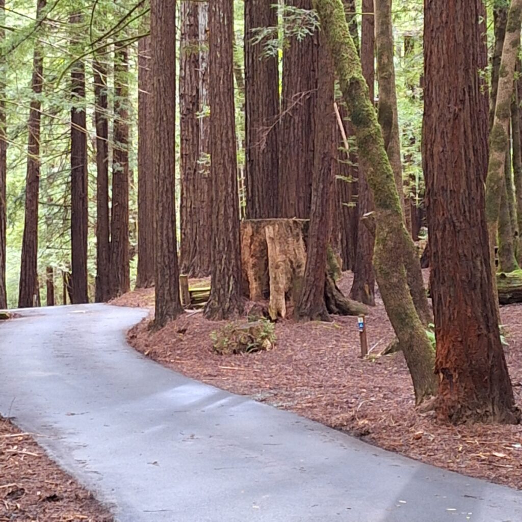 Coastal Redwoods Albee Creek Campground